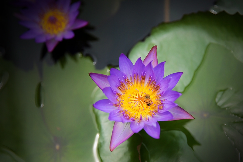 [생명의 색깔] 연꽃과 꿀벌 썸네일
