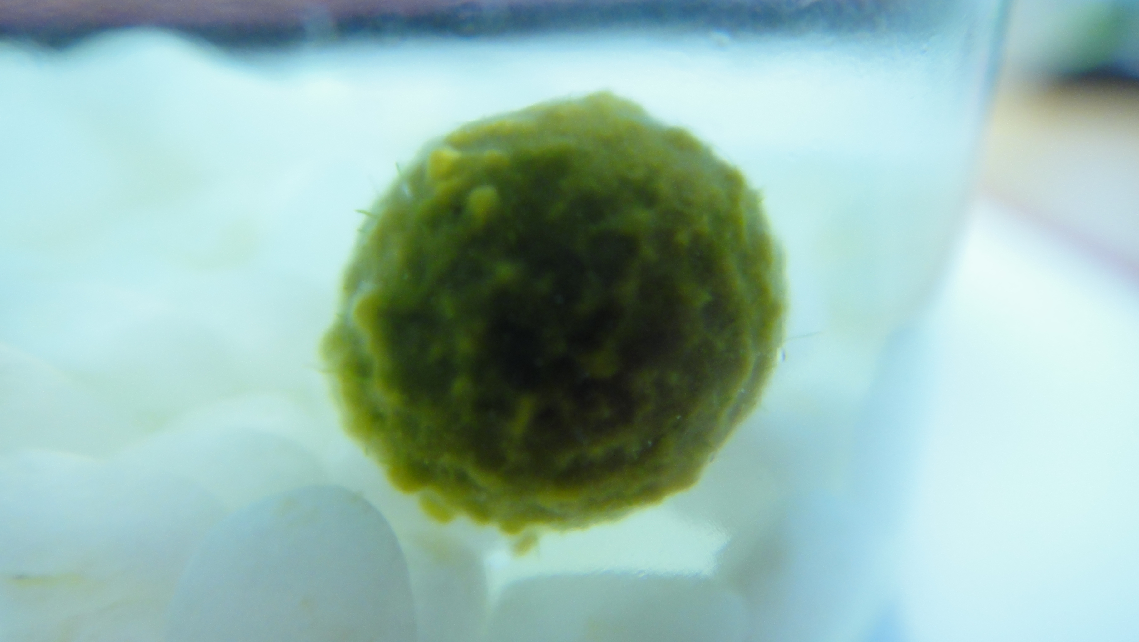 마리모4.JPG 썸네일 3