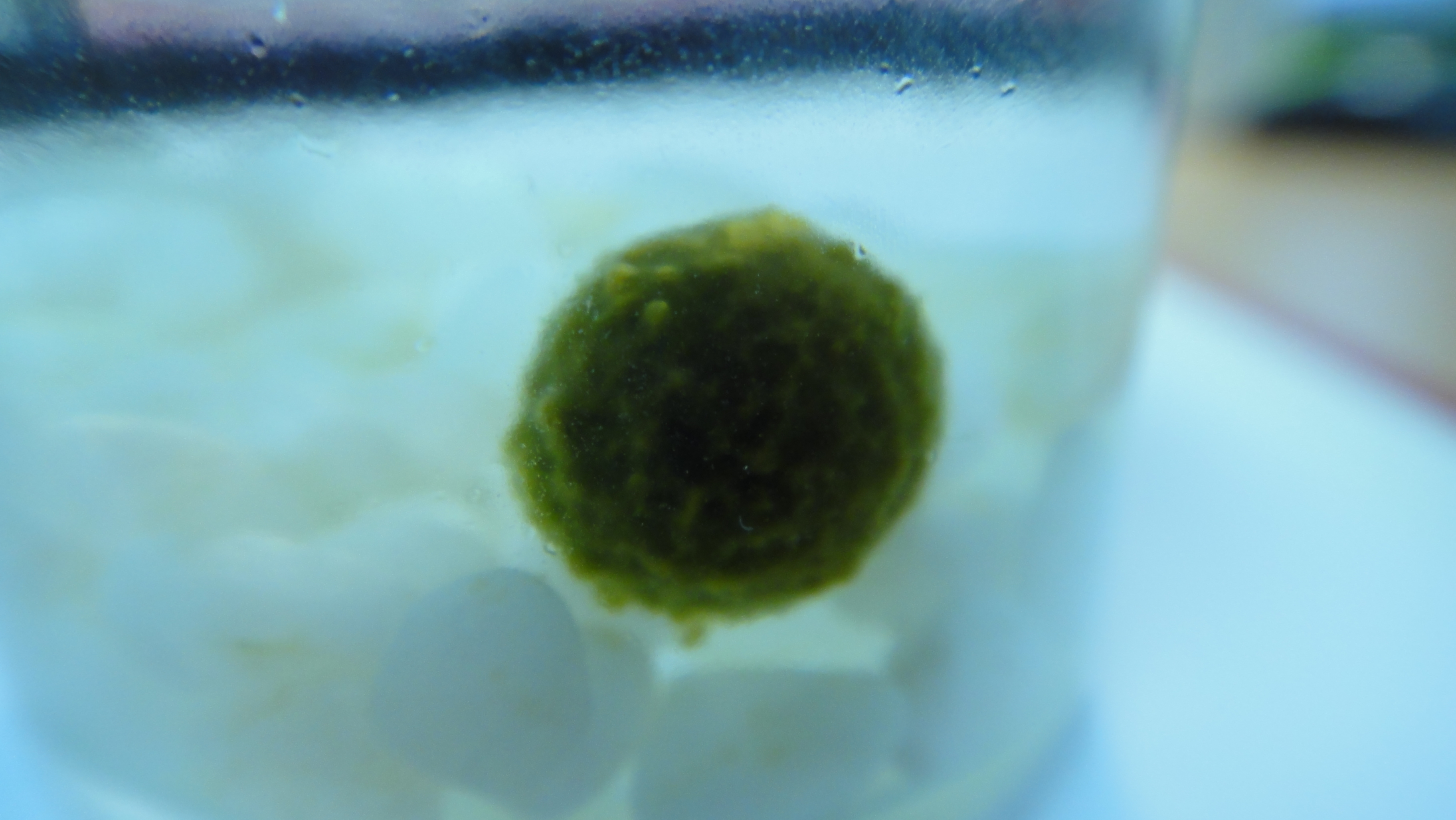 마리모1.JPG 썸네일 0