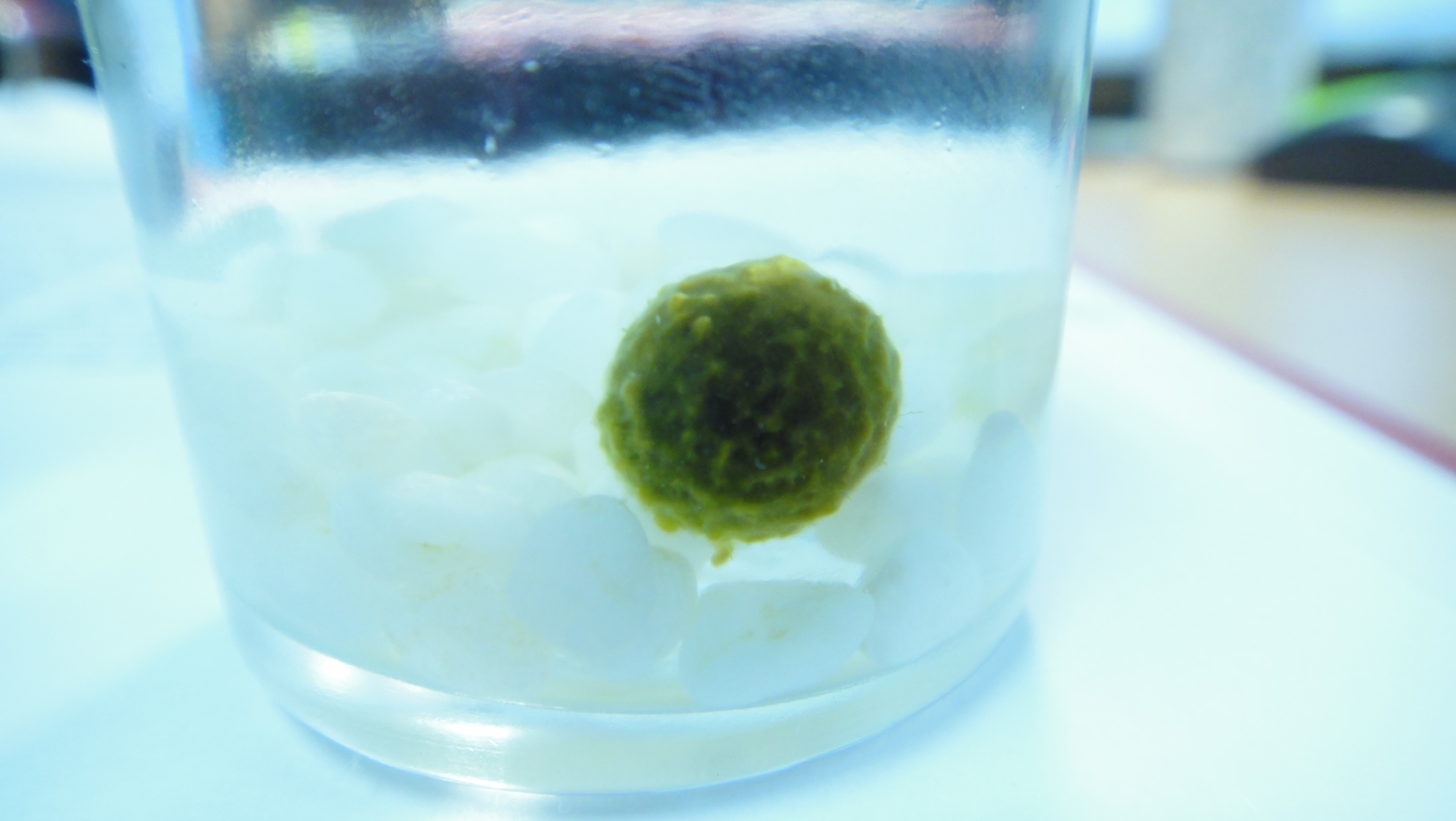 마리모2.JPG 썸네일 1