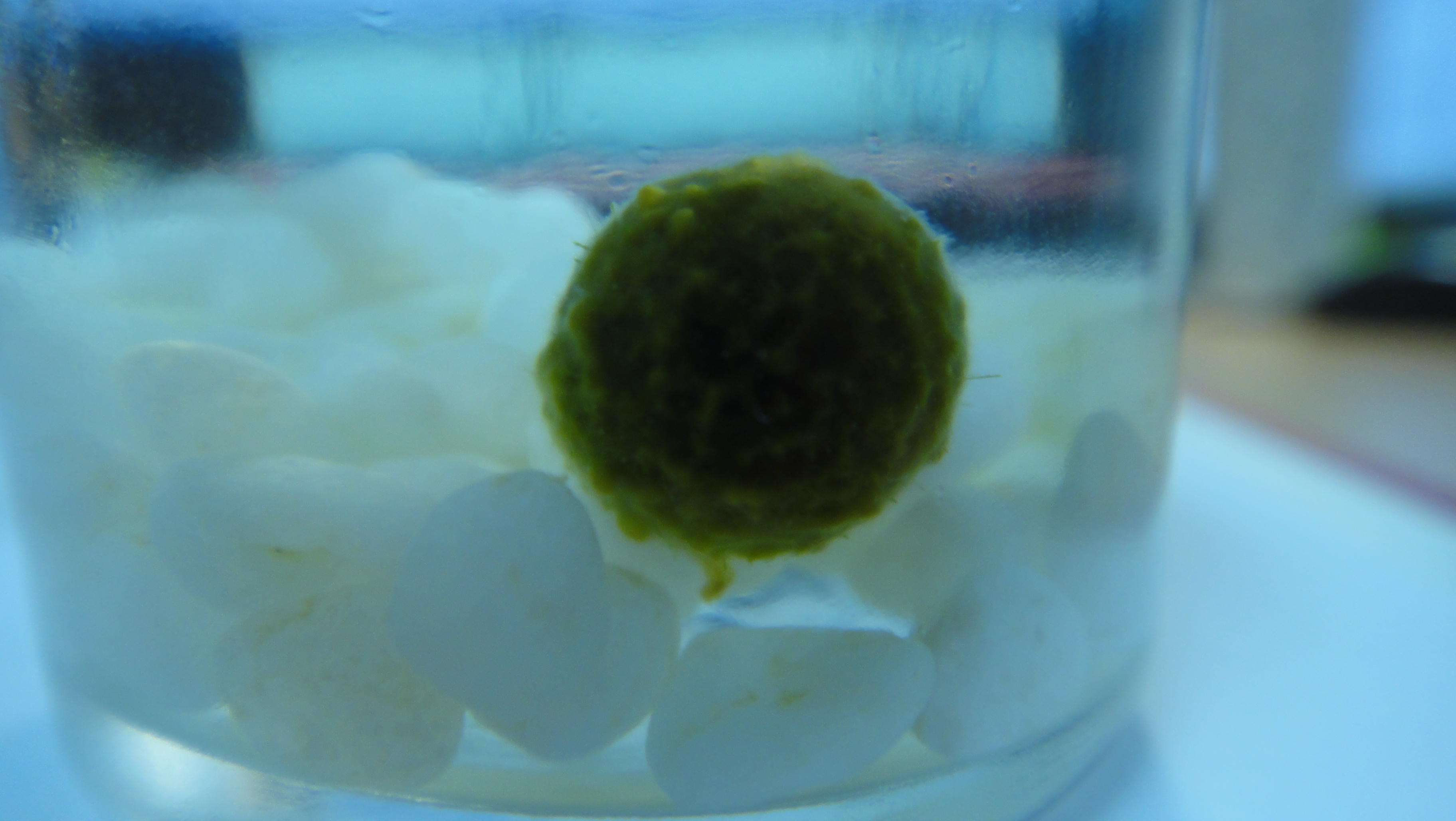 마리모3.JPG 썸네일 2