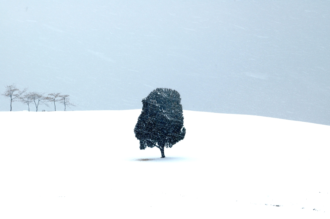 겨울언덕 위 나무 이미지(실용적인 디자인) 썸네일