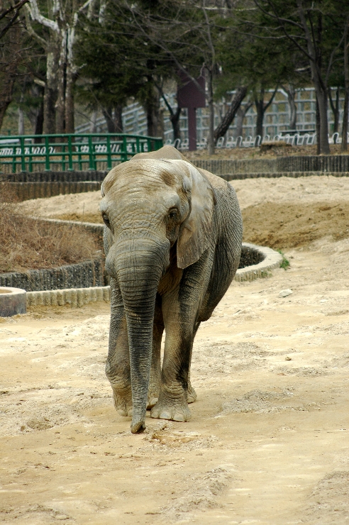[동물원]코끼리 이미지 (실용적인 디자인) 썸네일