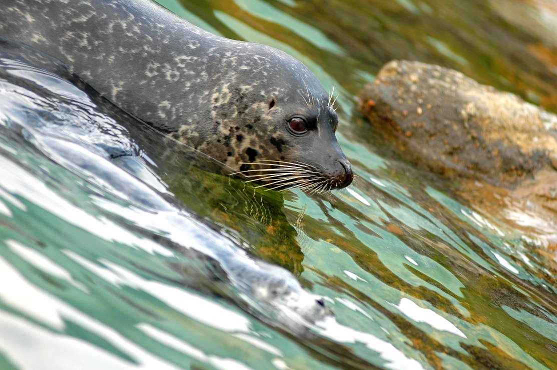 [동물원]바다표범 이미지(자유로운 응용) 썸네일