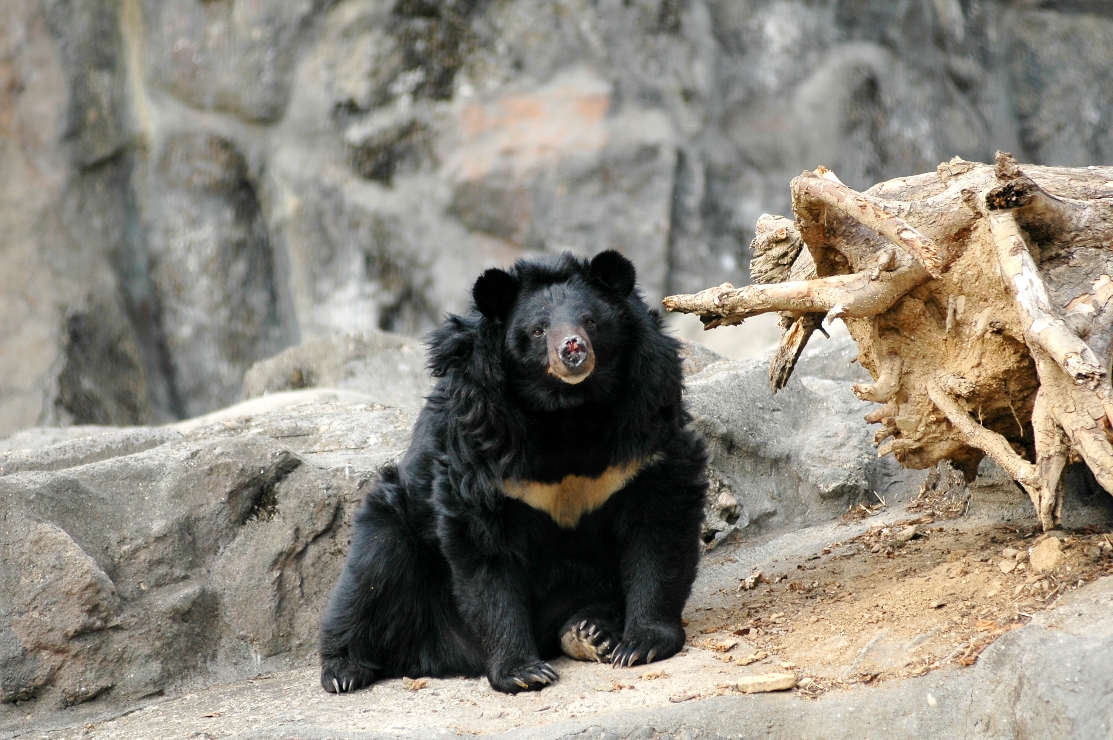 [동물원]반달곰 이미지(자유로운 응용) 썸네일