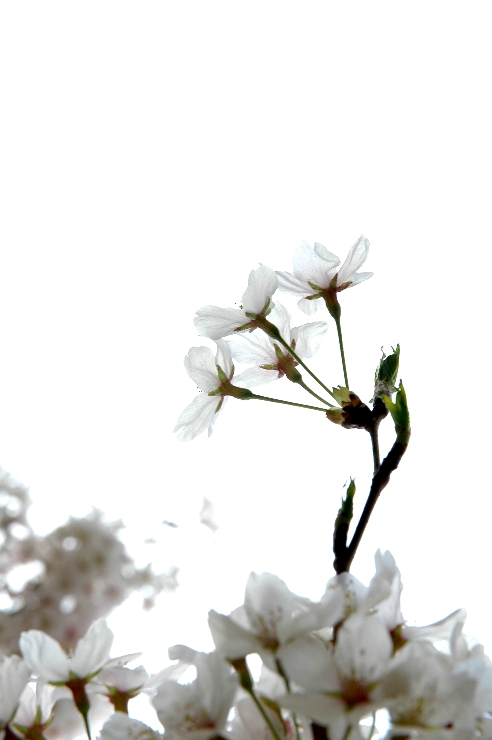 벚꽃 이미지06(자유로운 응용) 썸네일