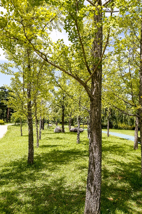 일산 호수공원 나무-030 썸네일