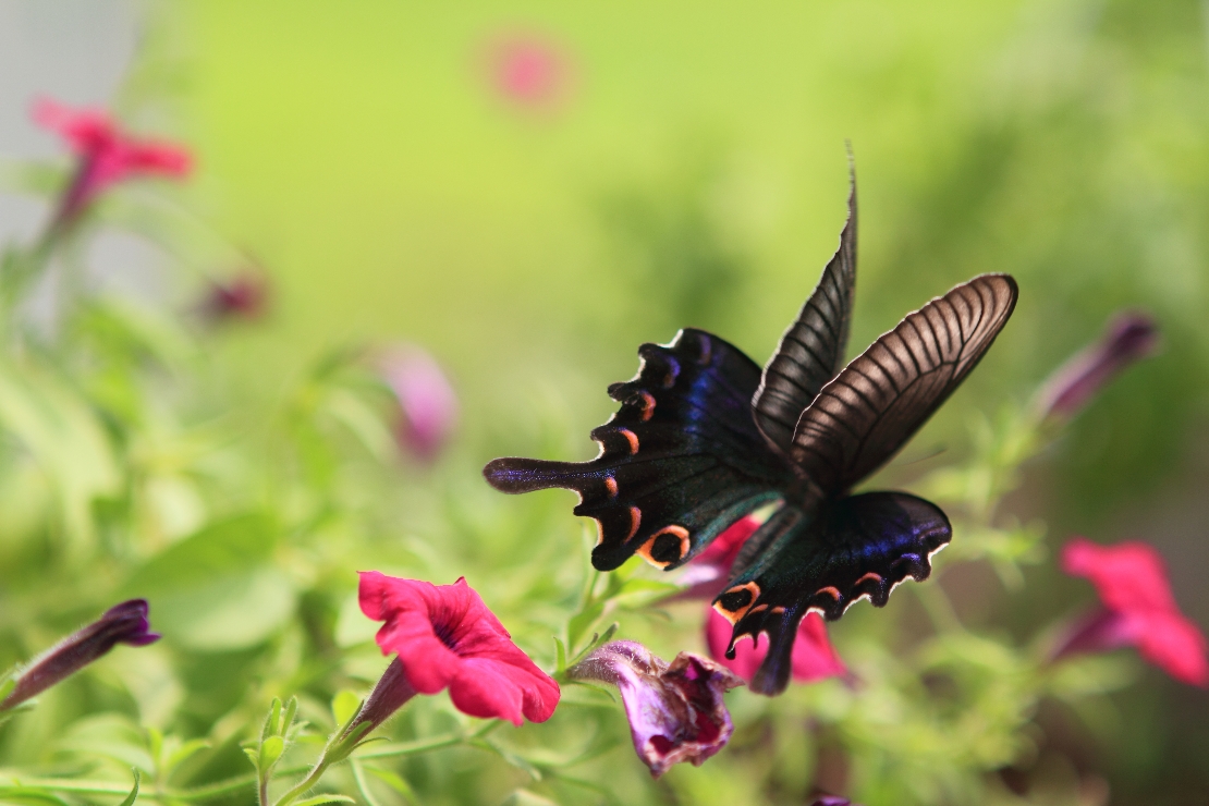 [생명의 색깔] 꽃이된 나비 썸네일