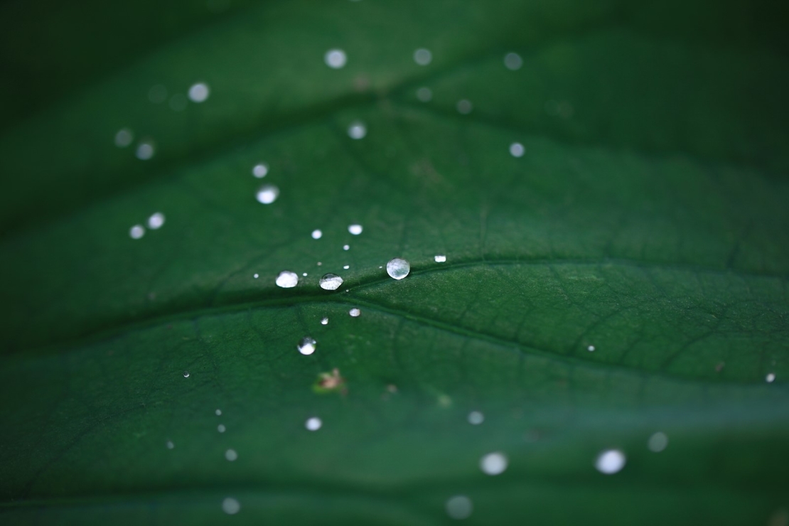 [생명의 색깔] 연잎위에 맺힌 물방울 썸네일