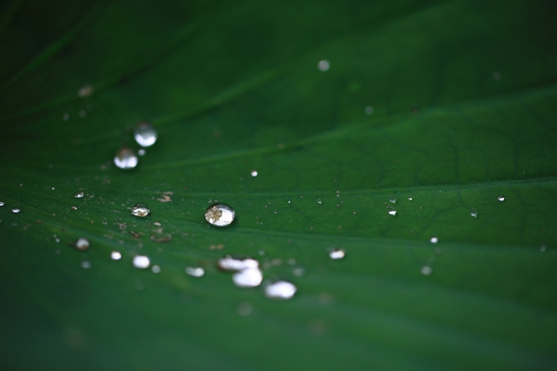 [생명의 색깔] 연잎위에 맺힌 물방울 썸네일