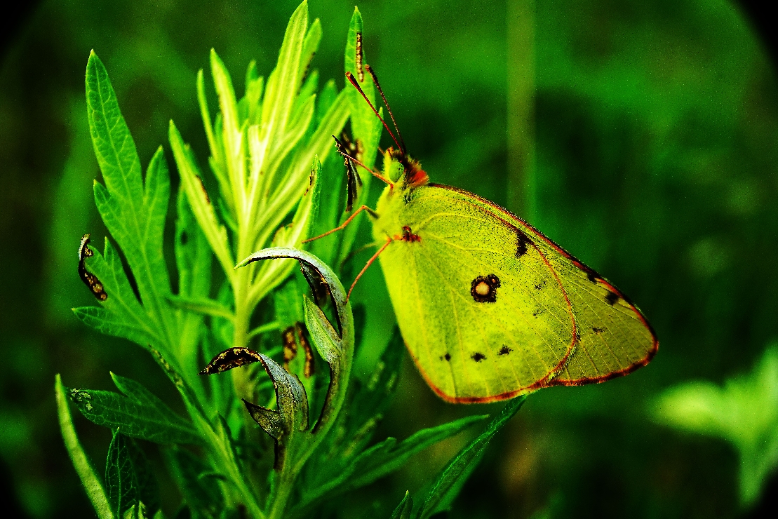 [생명의 색깔] 쑥대 나비 썸네일