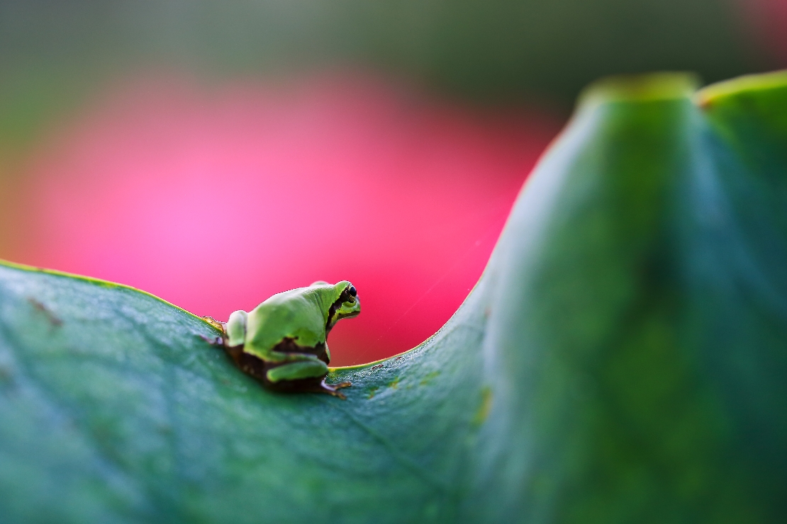 [생명의 색깔] 연잎속 청개구리 썸네일