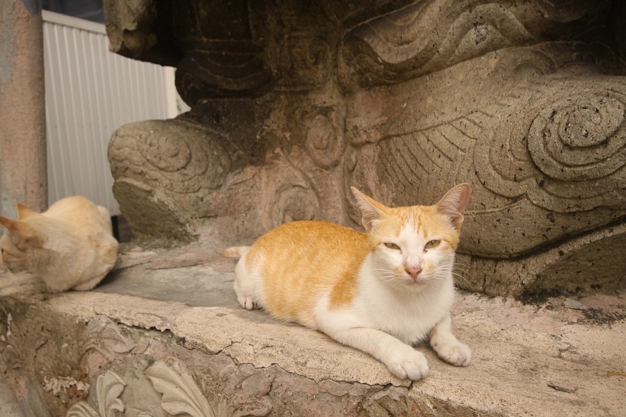 태국 사원의 고양이 썸네일
