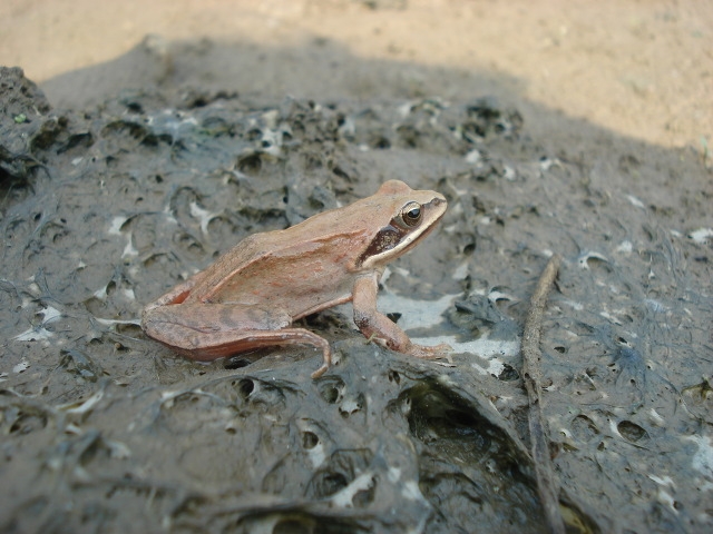 [위기의 생물종]한국산개구리 썸네일