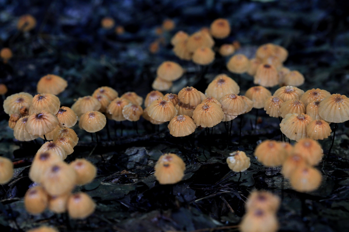 [생명의 색깔] 애기낙엽버섯 썸네일