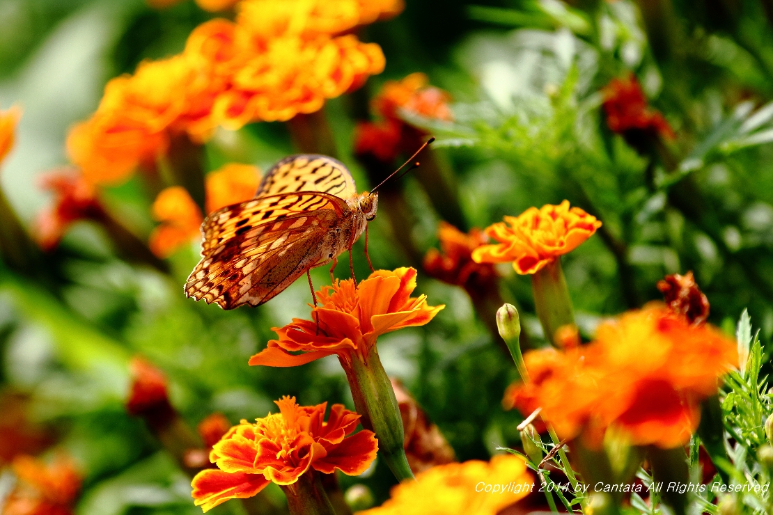 [생명] 나비, 꽃밭에 앉아서... 썸네일