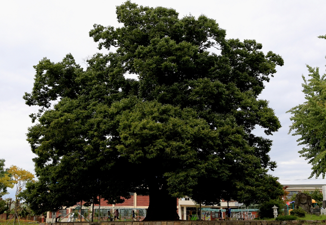 [천연기념물] 600살 느티나무 썸네일