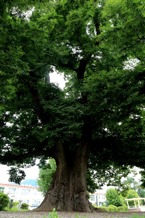 [천연기념물] 600살 느티나무 썸네일