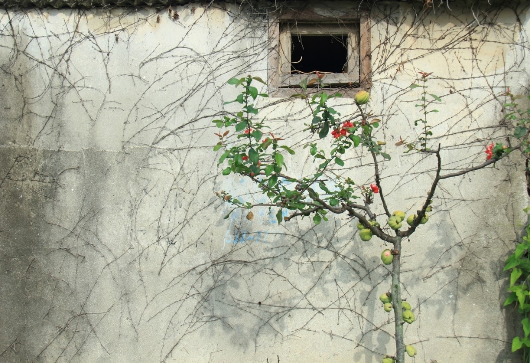 실화상봉-홍화차나무 썸네일
