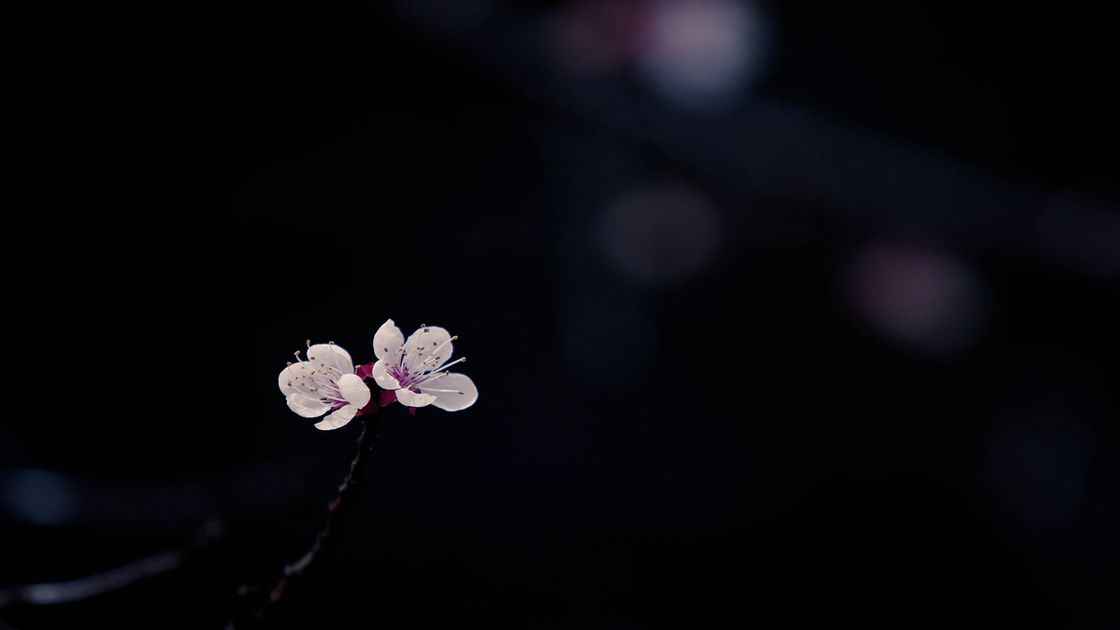 대전 우암사적공원 매화 꽃사진01 썸네일