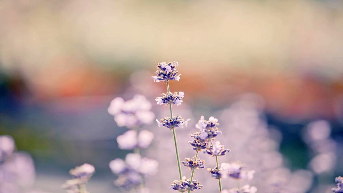 대전 한밭수목원 라벤더 꽃사진01 썸네일