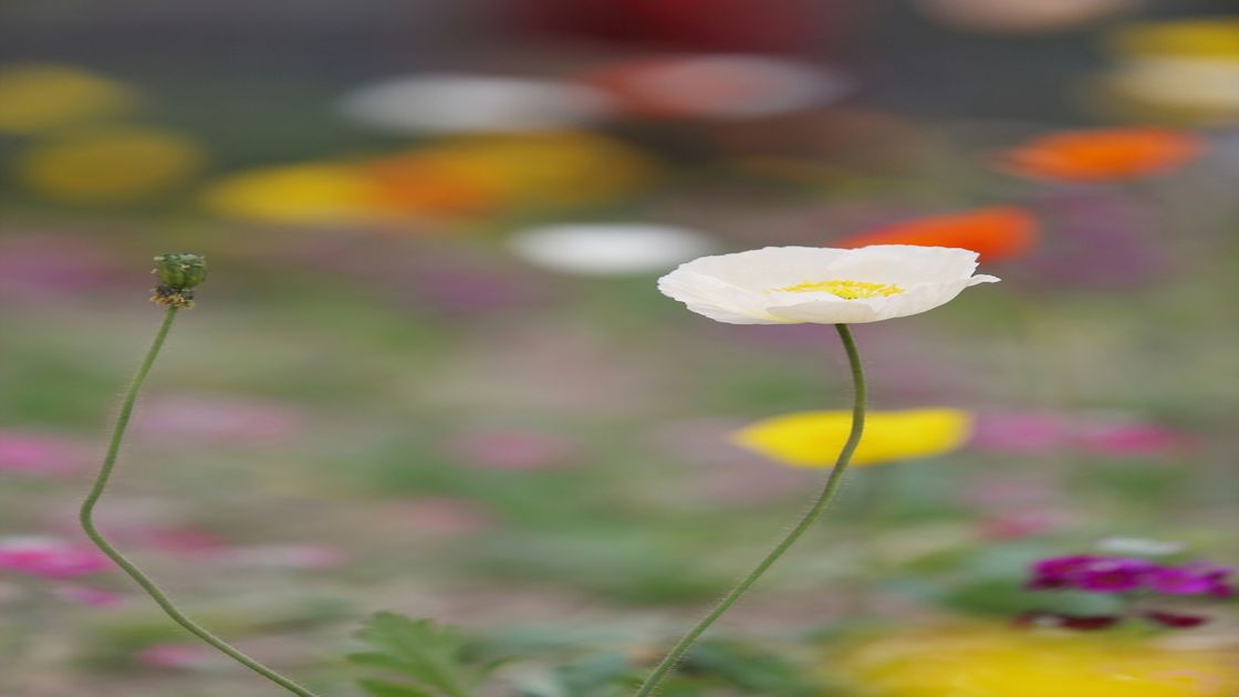 성남 양귀비 꽃사진07 썸네일
