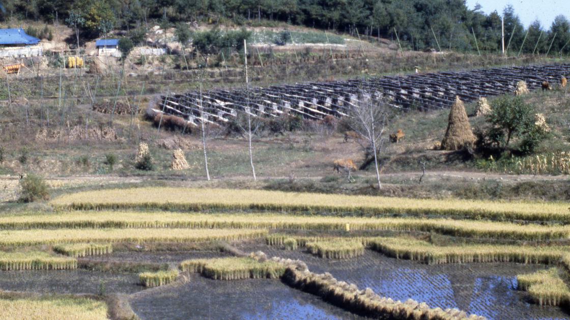 1978년 충주 인근 농촌의 논과 인삼밭_1 썸네일