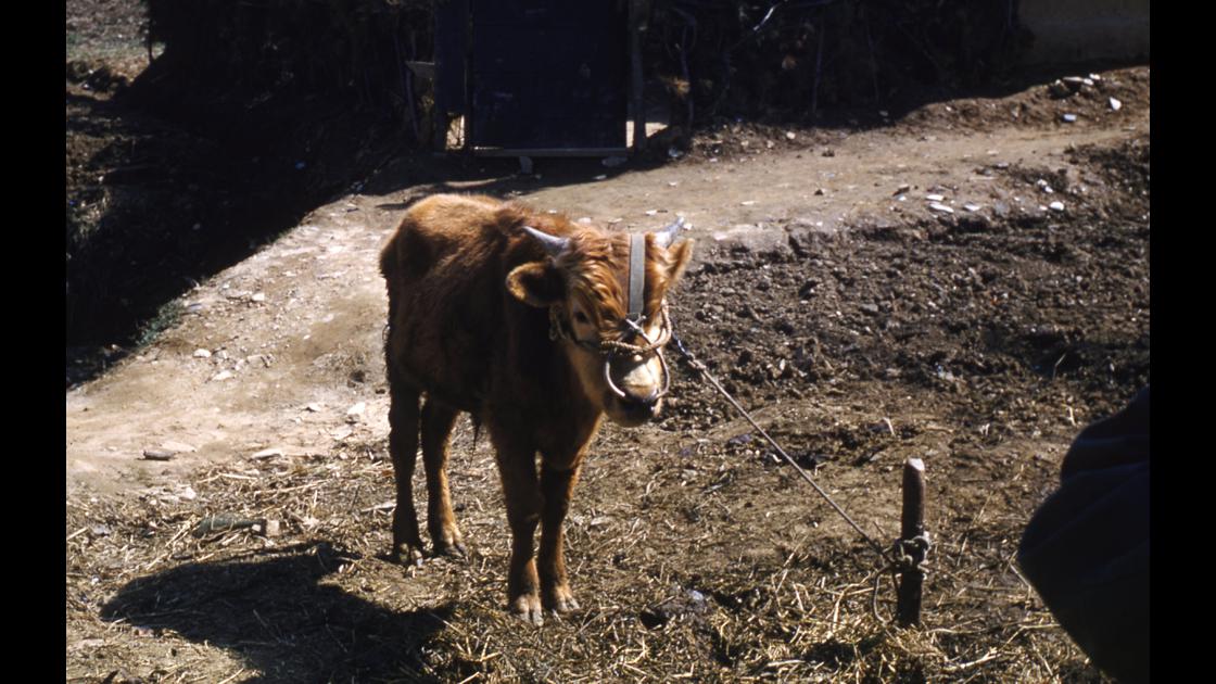 1960년 4월 경기도 파주지역 농가의 소 썸네일