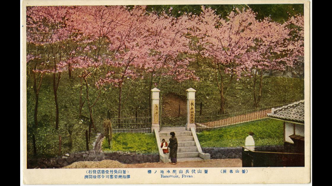 1920년대 복병산 배수지 벚나무 썸네일