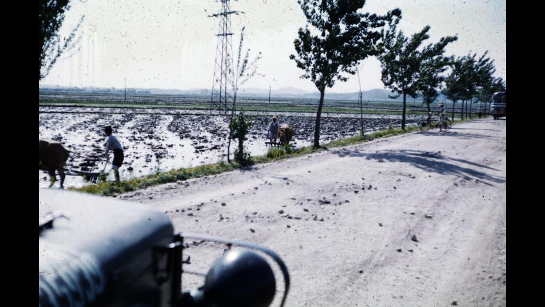 1960년대 경기도 국도변의 논에 소로 써래질하는 모습 썸네일