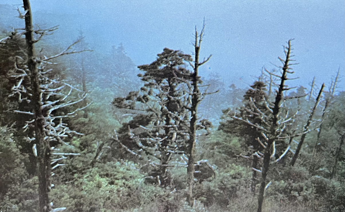1971년_수림지대 지리산 썸네일