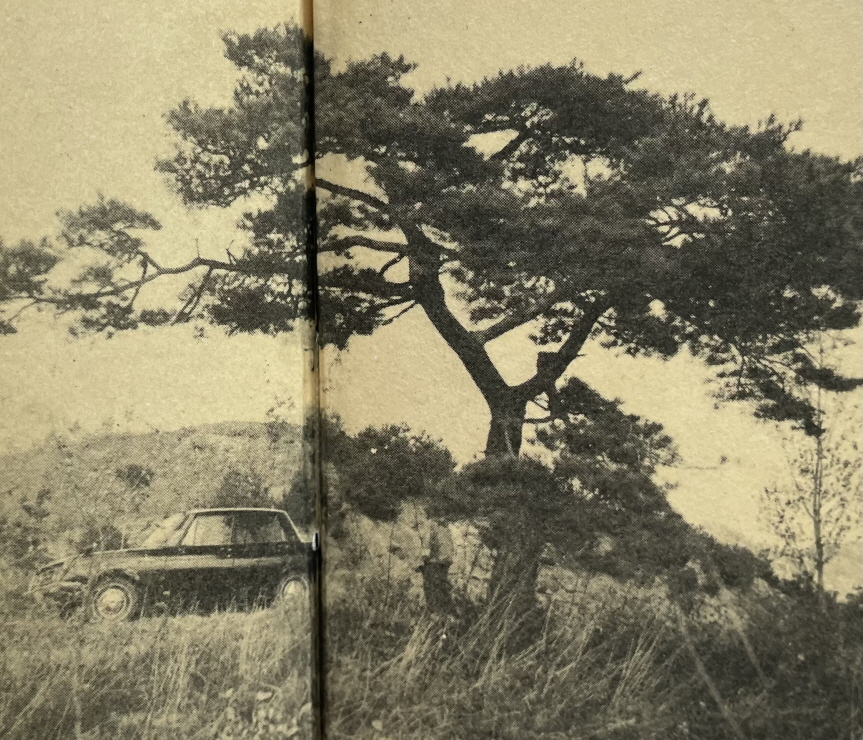 1971년_영동읍 소나무 썸네일