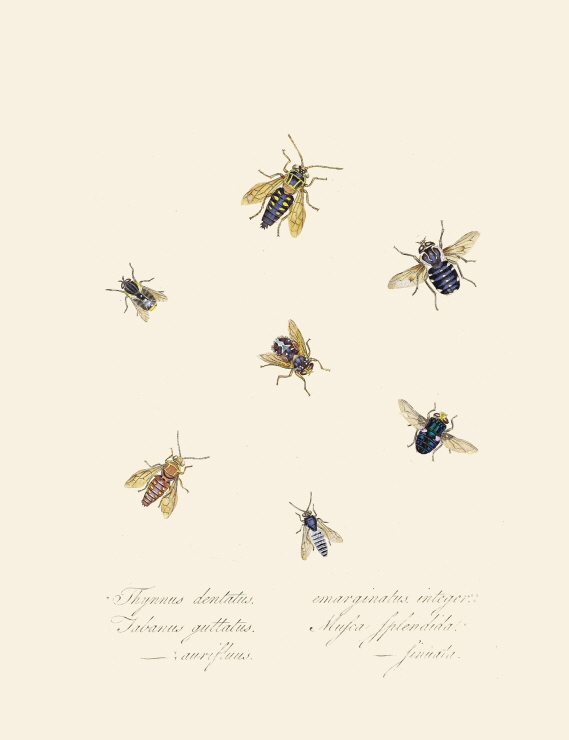 An epitome of the natural history of the insects of New Holland, New Zealand Pl.40 썸네일
