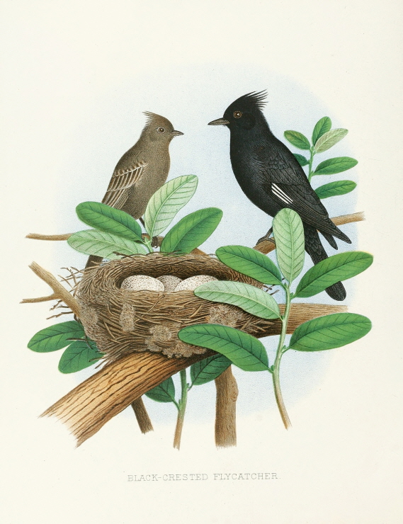 Black-Crested Flycatcher 썸네일