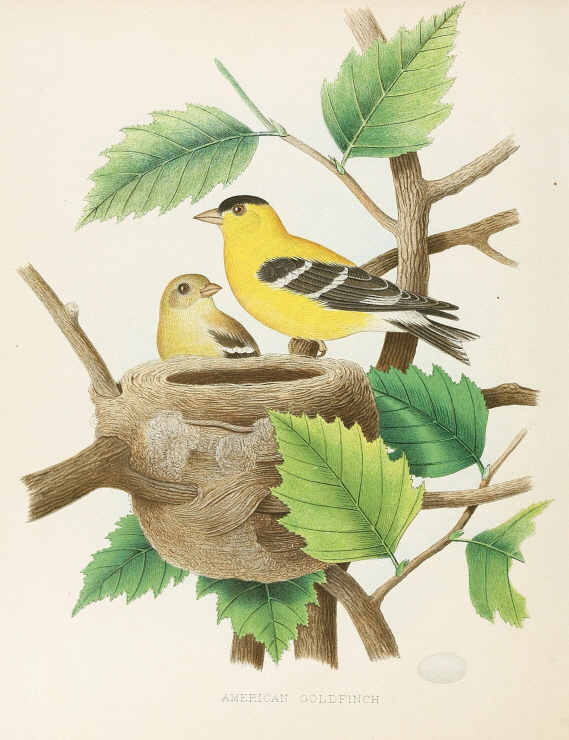American Goldfinch 썸네일