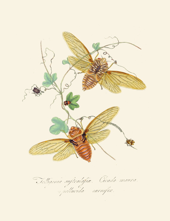 An epitome of the natural history of the insects of New Holland, New Zealand Pl.09 썸네일