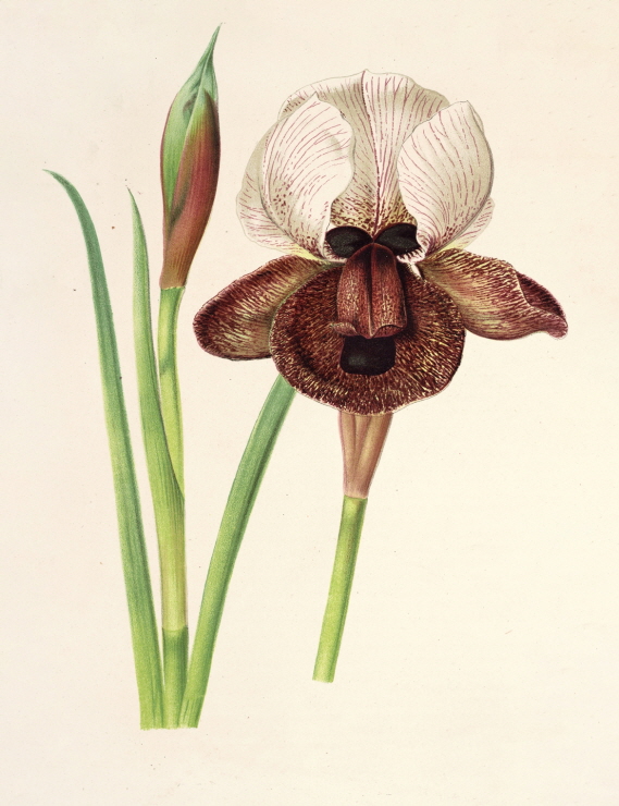 Iris ibérica 썸네일