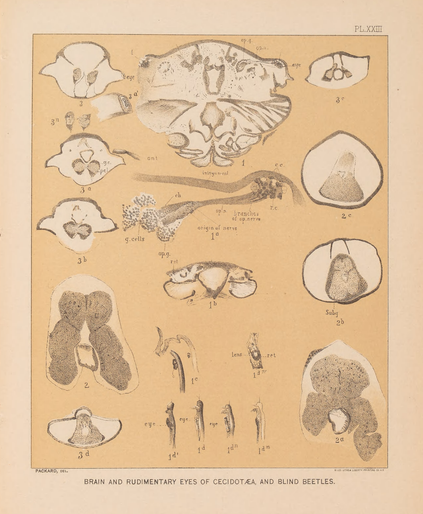 The cave fauna of North America Pl 23 썸네일