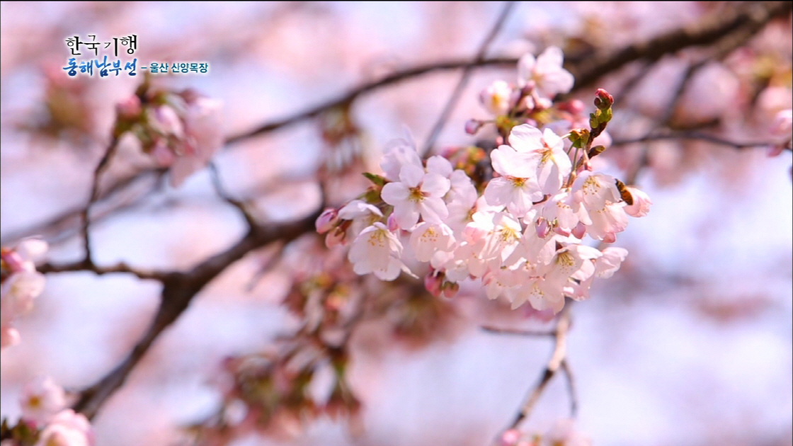 한국기행_동해남부선_식물_꽃11 썸네일
