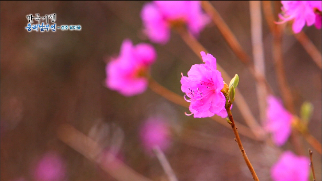 한국기행_동해남부선_식물_꽃8 썸네일