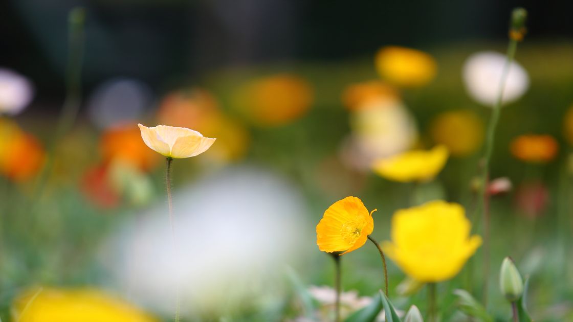 성남 양귀비 꽃사진01 썸네일