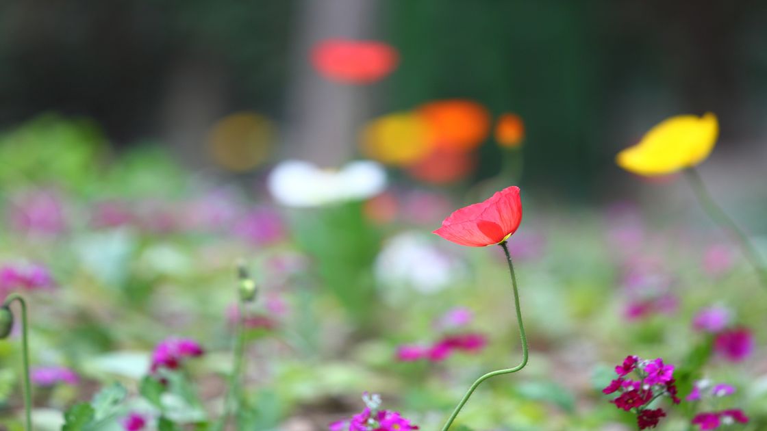 성남 양귀비 꽃사진04 썸네일