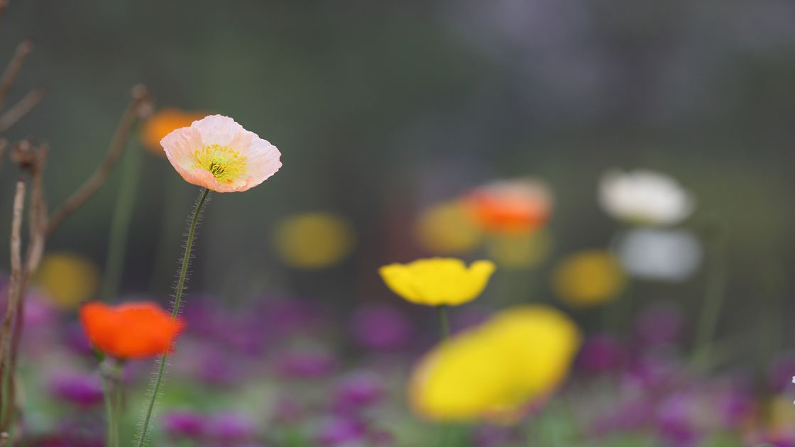 성남 양귀비 꽃사진05 썸네일