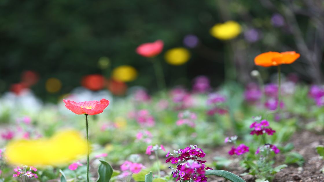 성남 양귀비 꽃사진06 썸네일