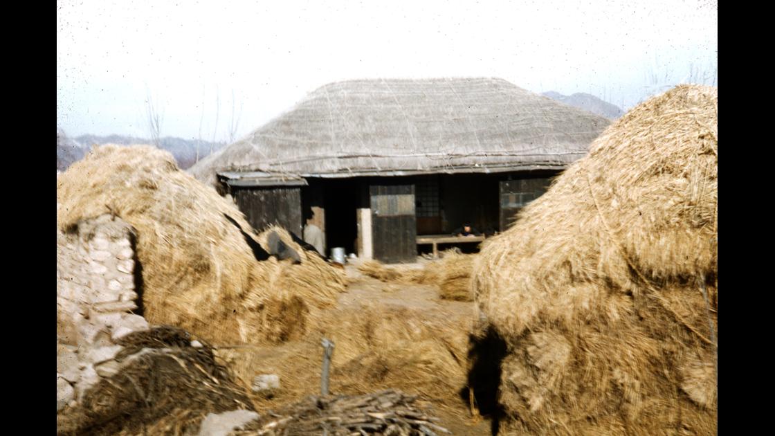 1951년 대구 K-2비행장 외곽 농가의 지붕잇기 준비 모습 썸네일