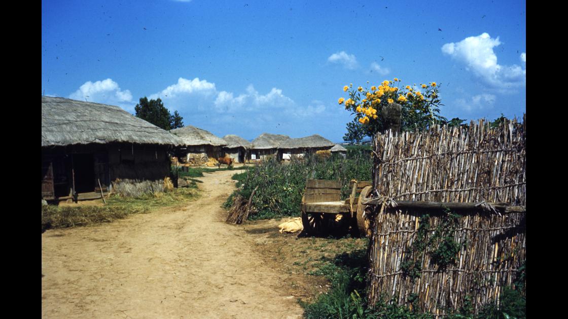1952년 7월 김포 농가의 싸리울 대문과 여름 풍경 썸네일