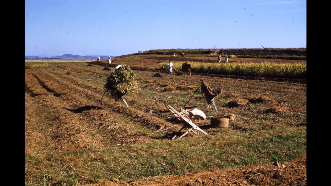 1952년 10월 김포 들녁의 콩 수확 모습 썸네일