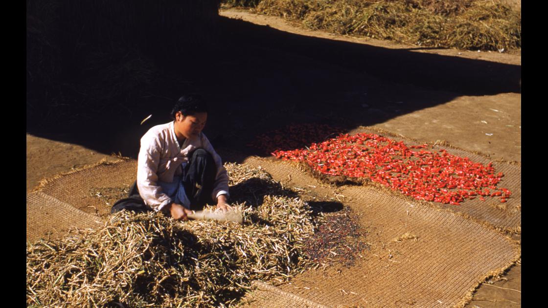 1952년 10월 김포의 농가 마당에서 고추를 말리고 콩을 터는 여인 썸네일