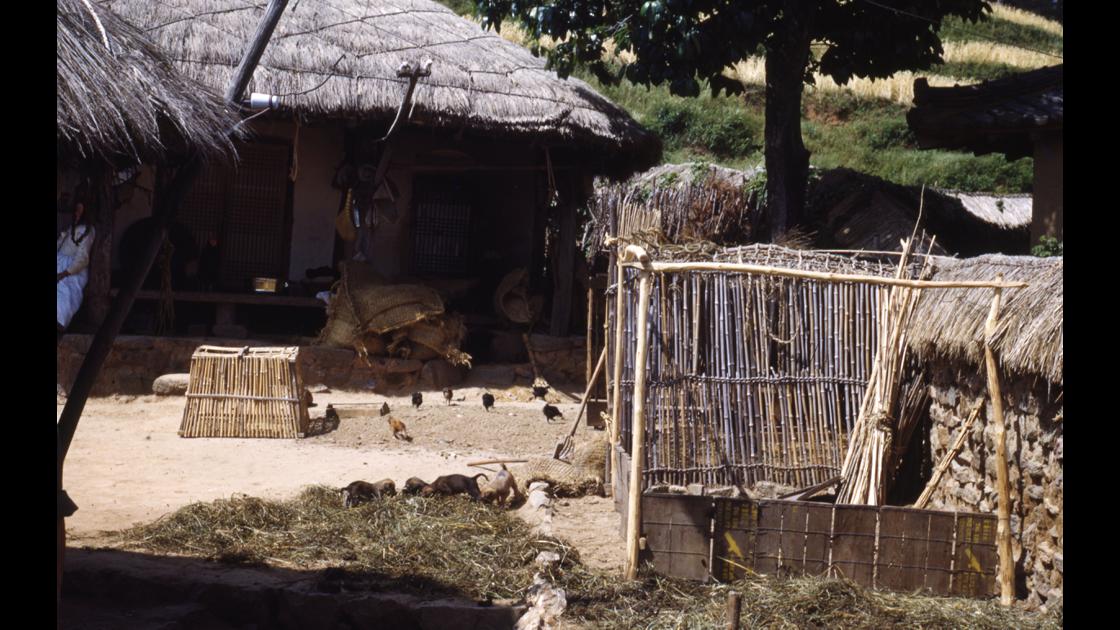 1952년 부산 남구 감만동 농가 마당의 닭과 강아지들 썸네일
