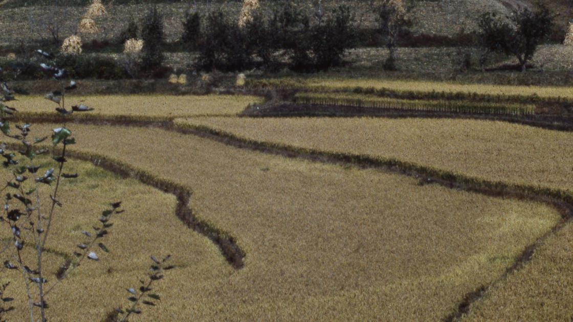 1978년 충주 인근 농촌의 논 썸네일